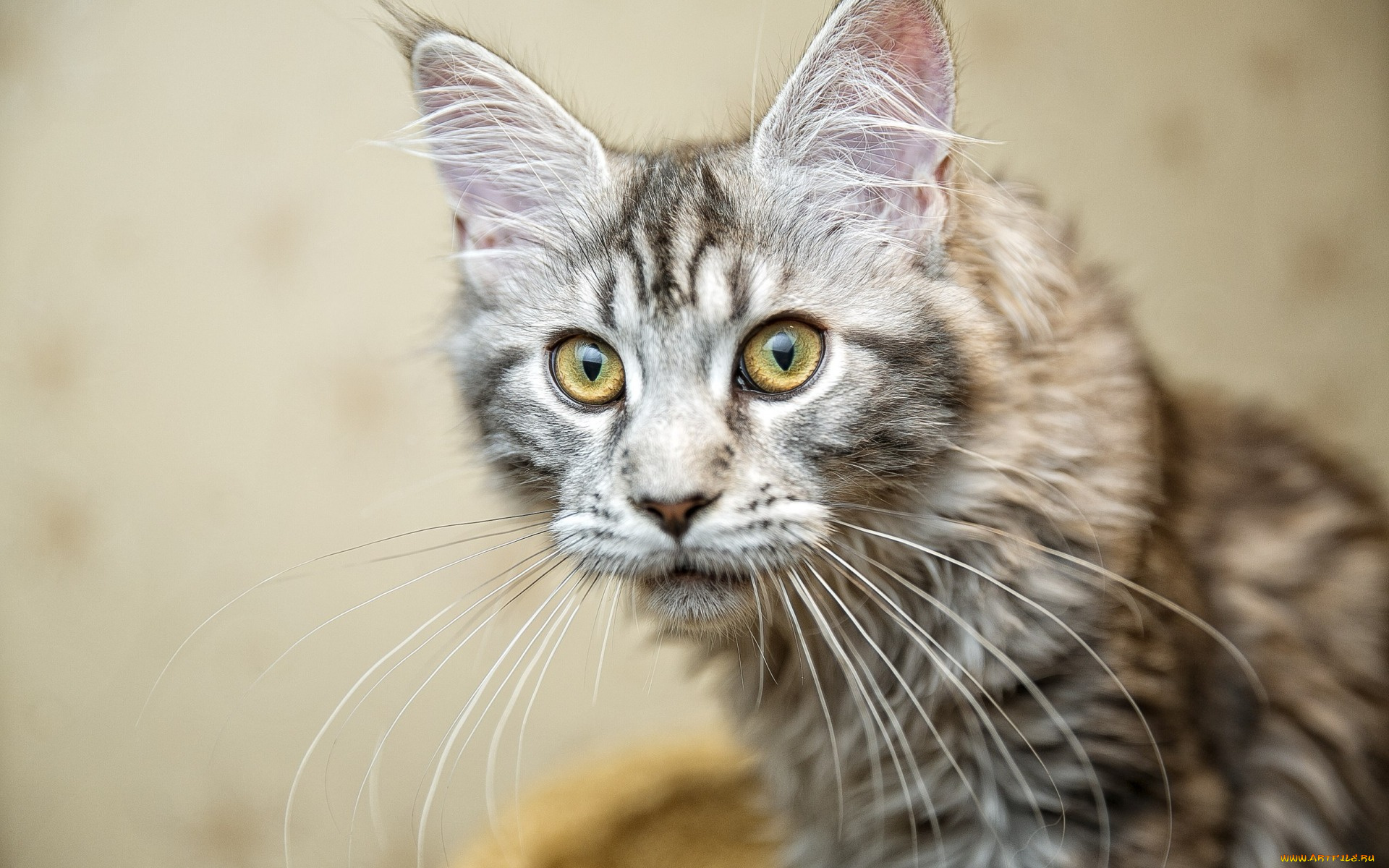 животные, коты, морда, взгляд