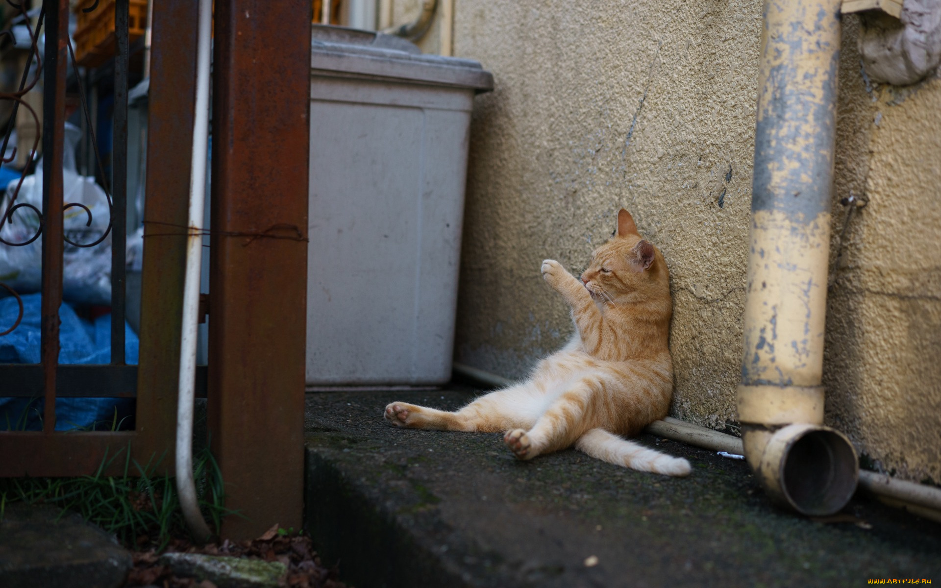 животные, коты, рыжий, цвет