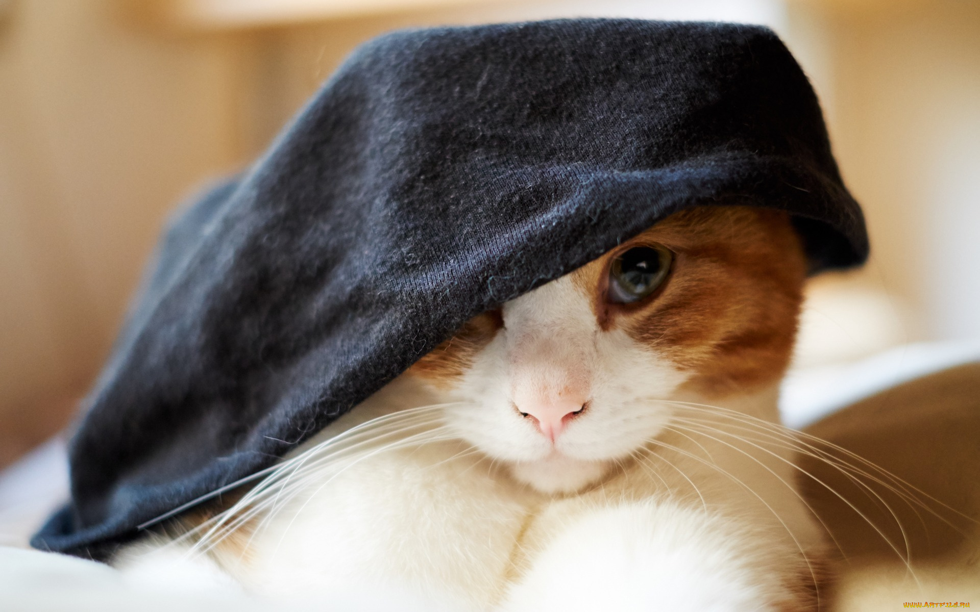 животные, коты, взгляд