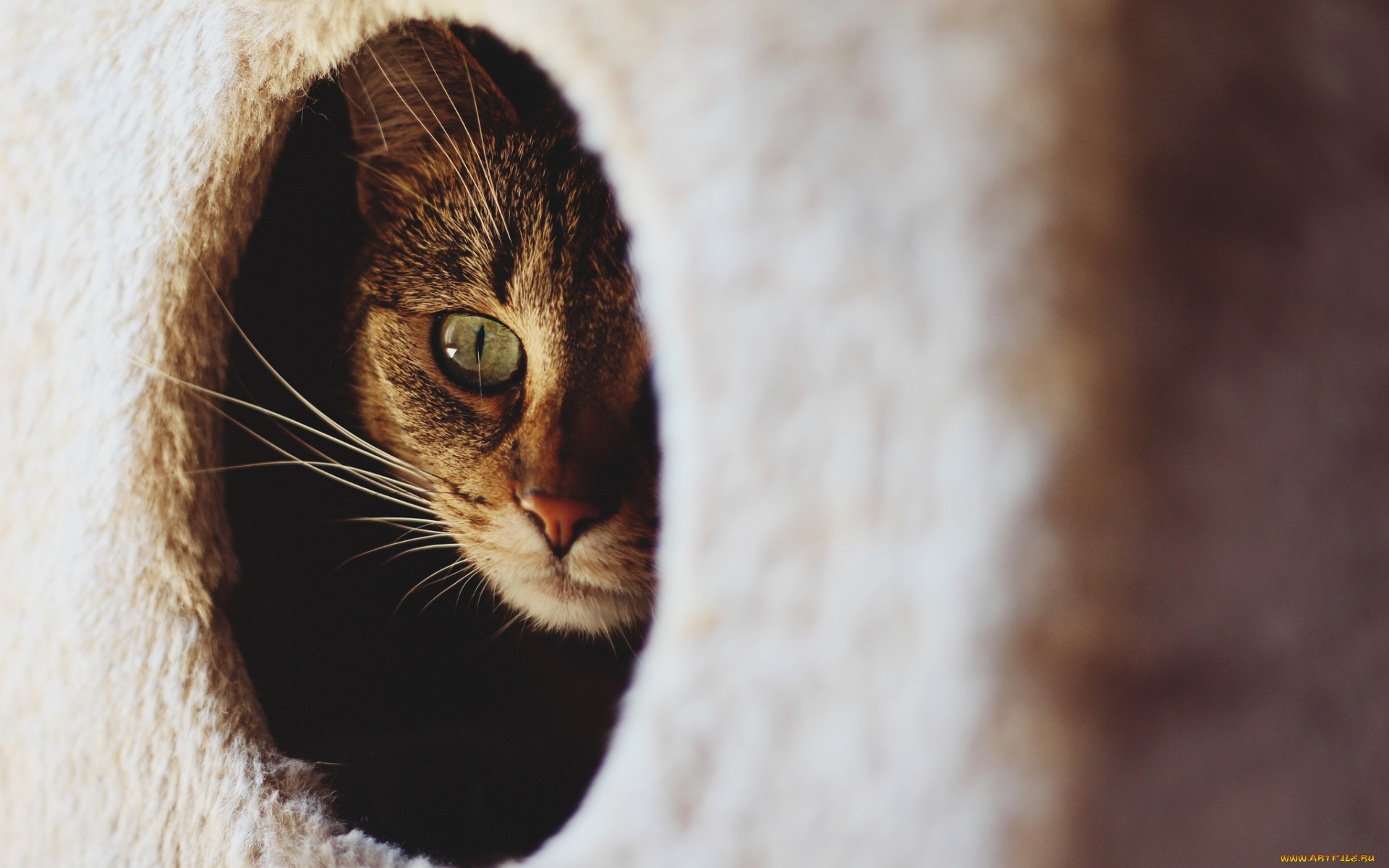 животные, коты, взгляд