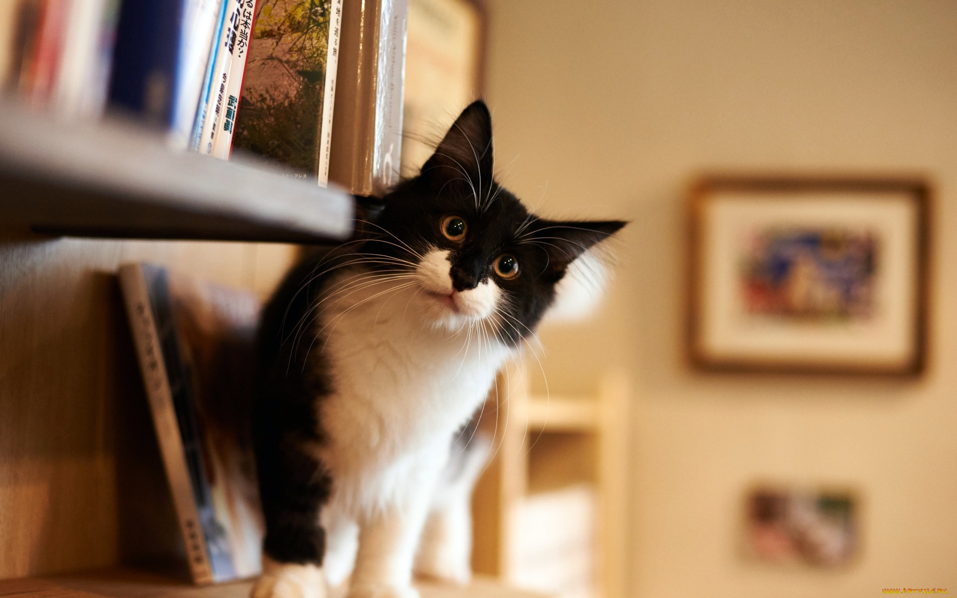 животные, коты, взгляд