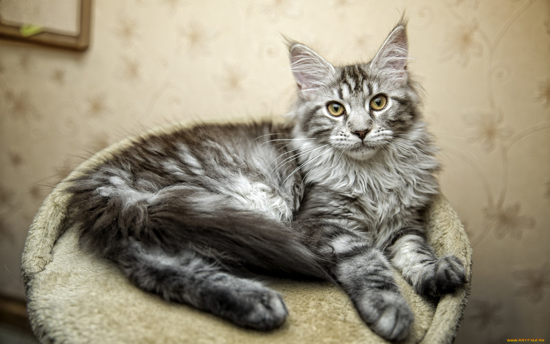 животные, коты, взгляд