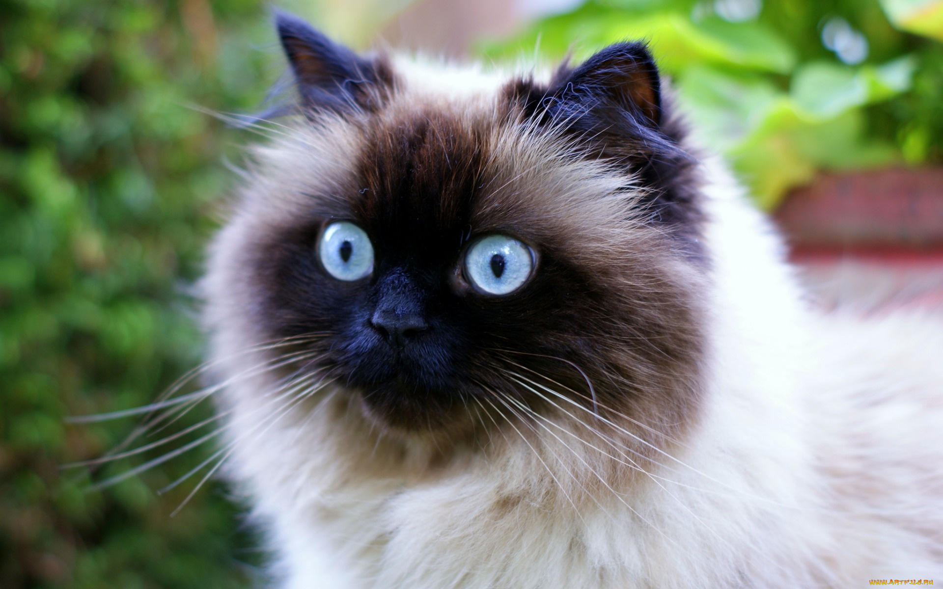 животные, коты, взгляд, морда