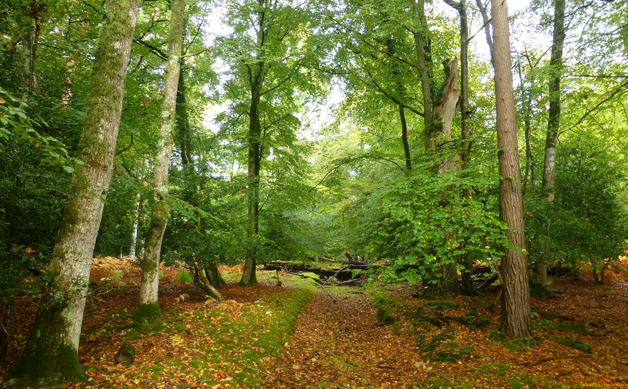 природа, лес, простор