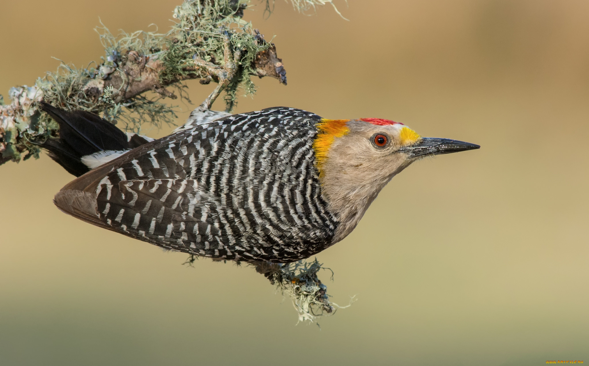 животные, дятлы, птичка