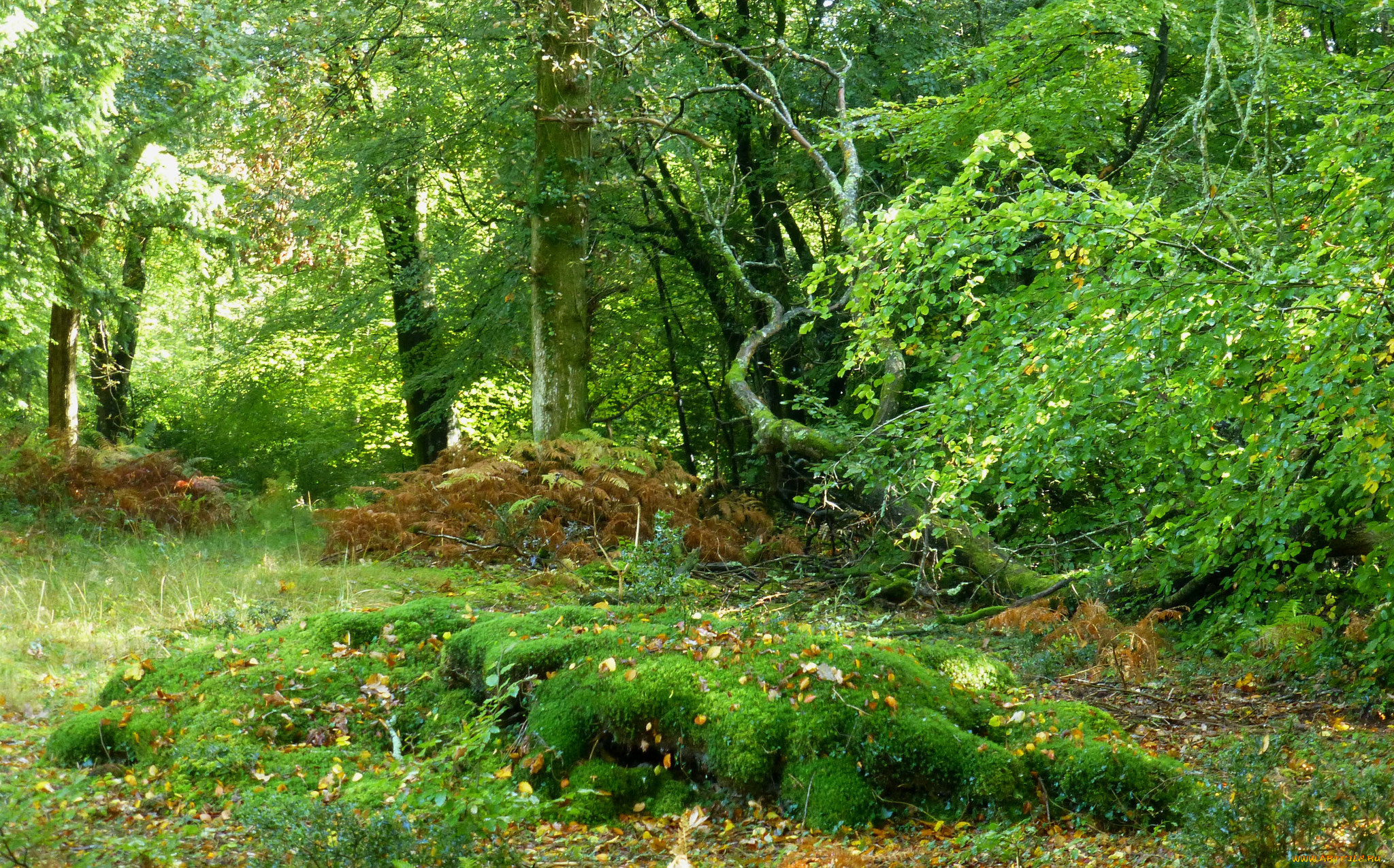 природа, лес, простор