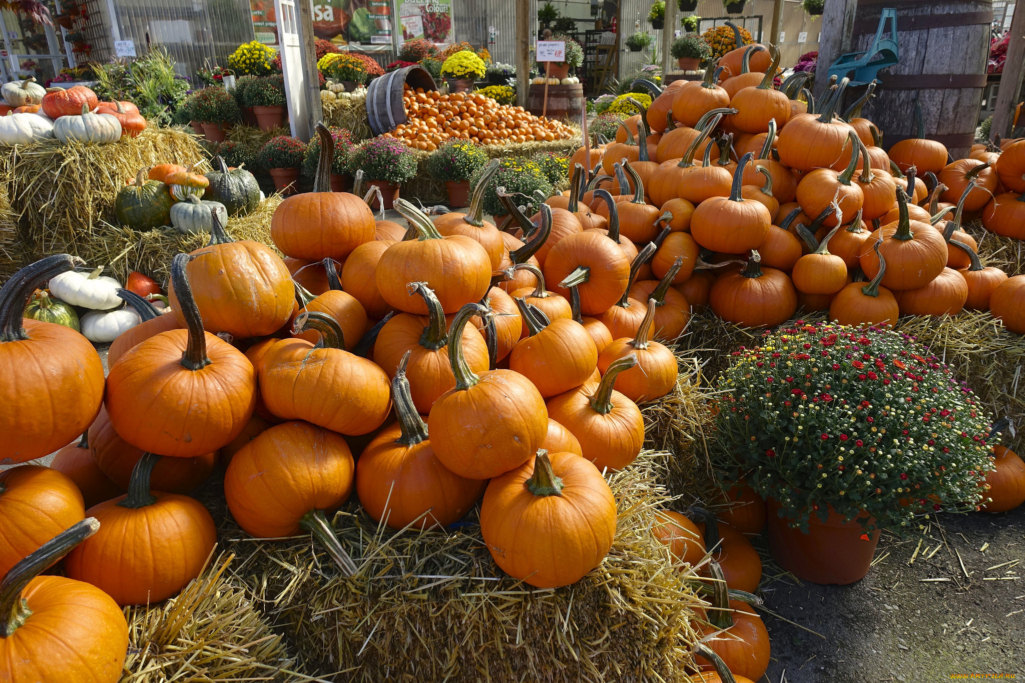 еда, тыква, снедь