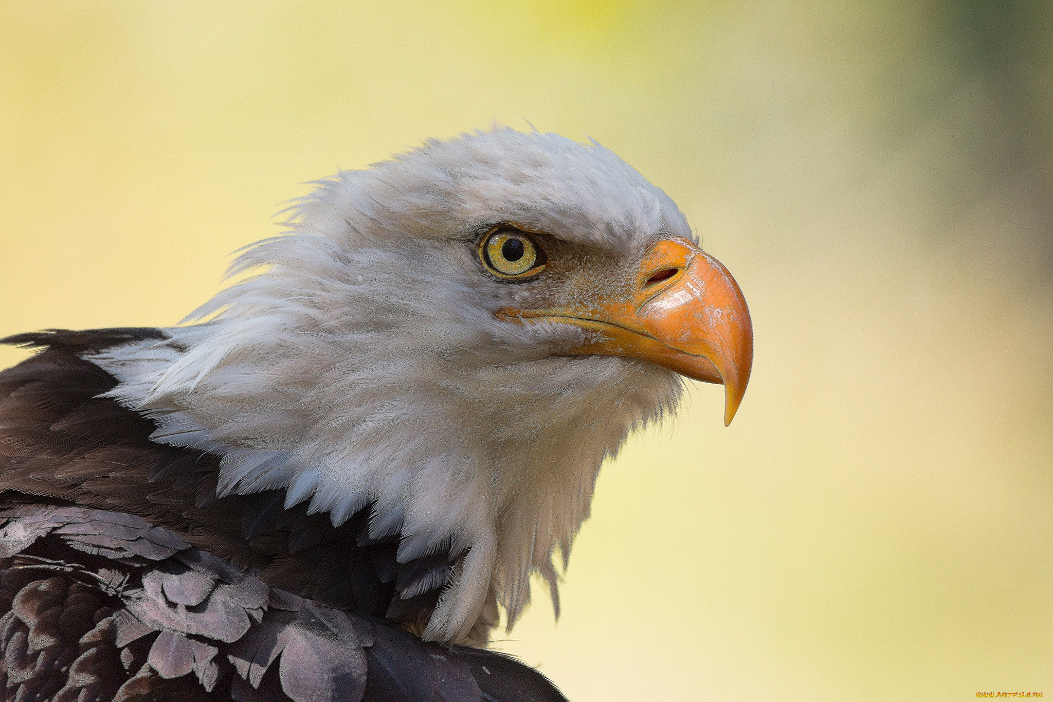 животные, птицы, -, хищники, птичка