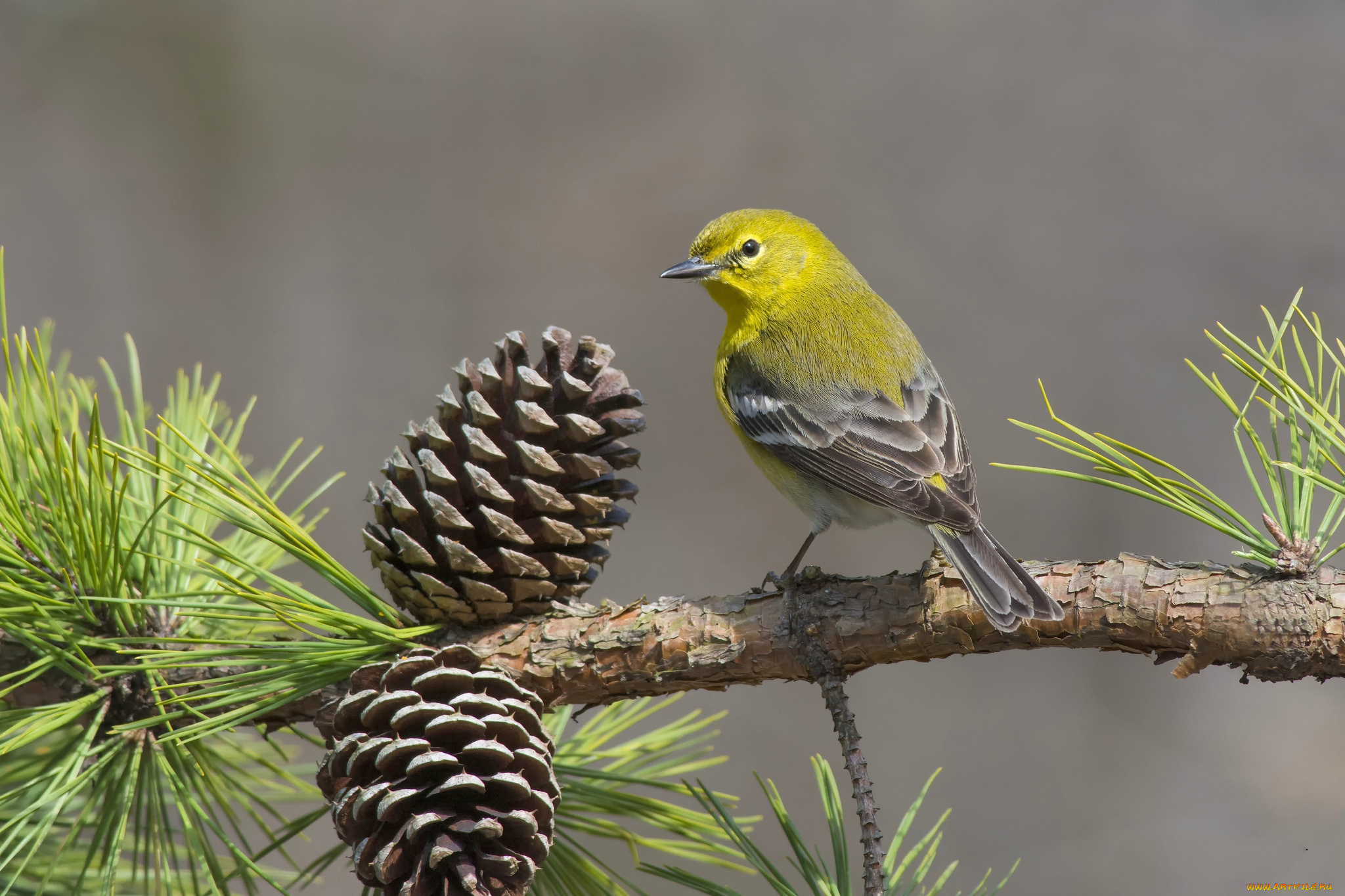 животные, птицы, птичка