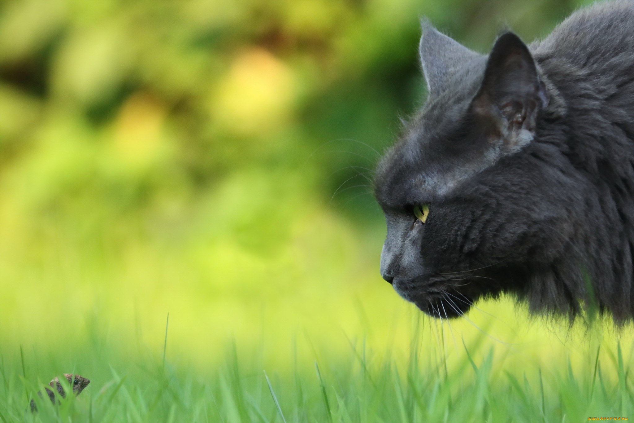 животные, разные, вместе, природа, кошка, мышка