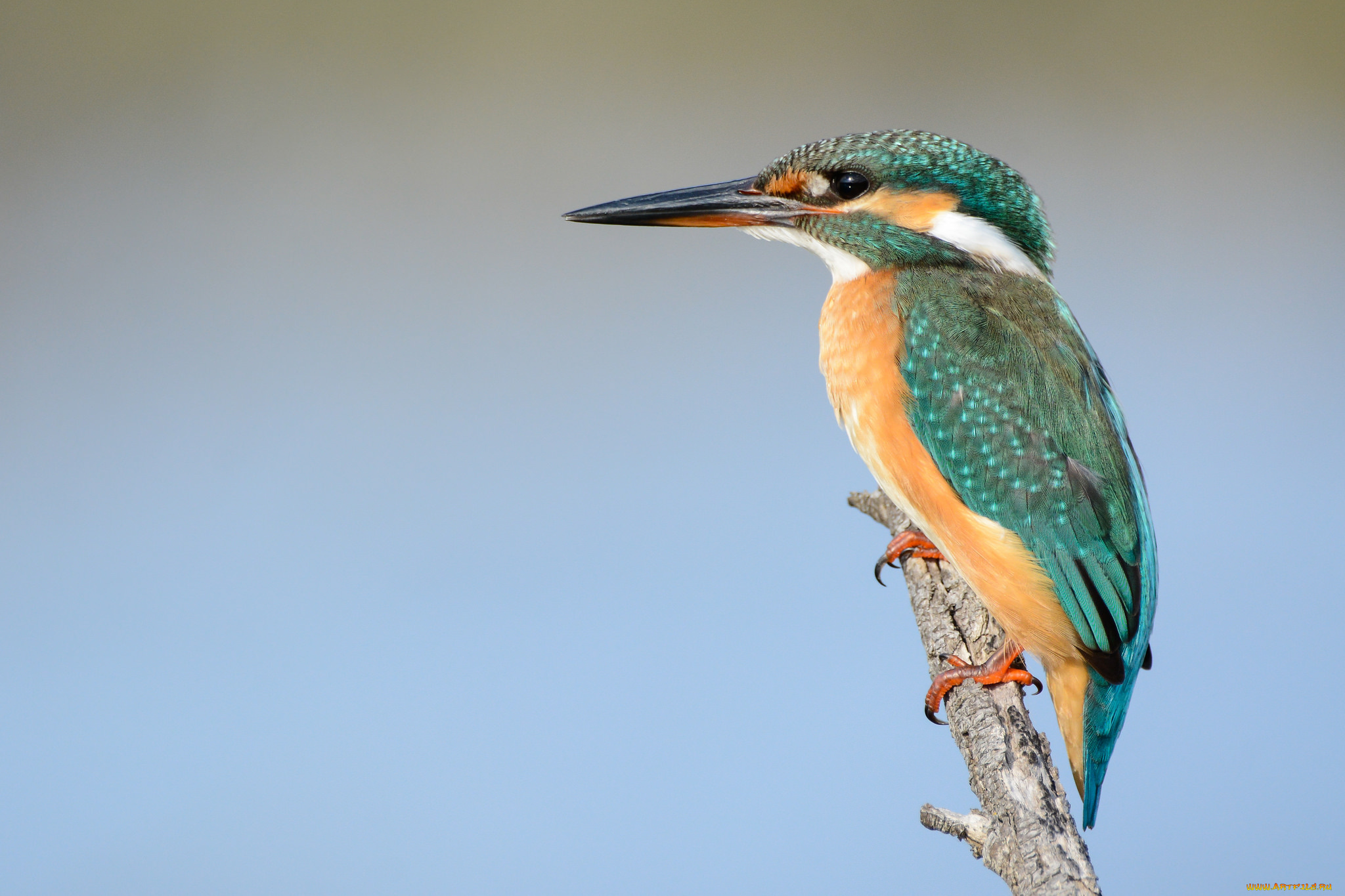 животные, зимородки, птичка