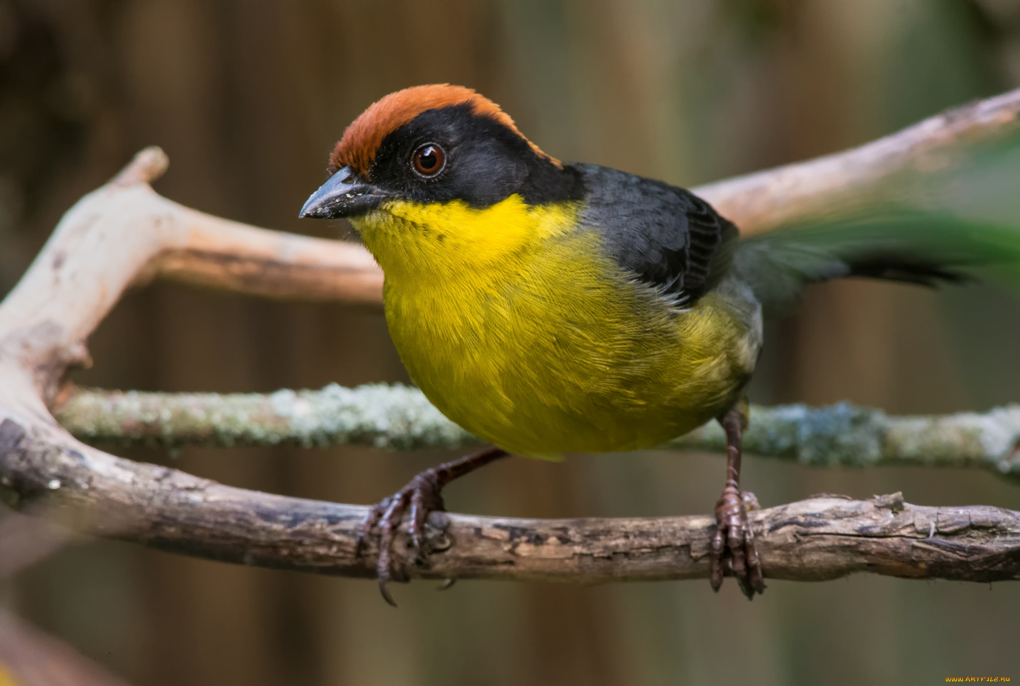 животные, птицы, птичка