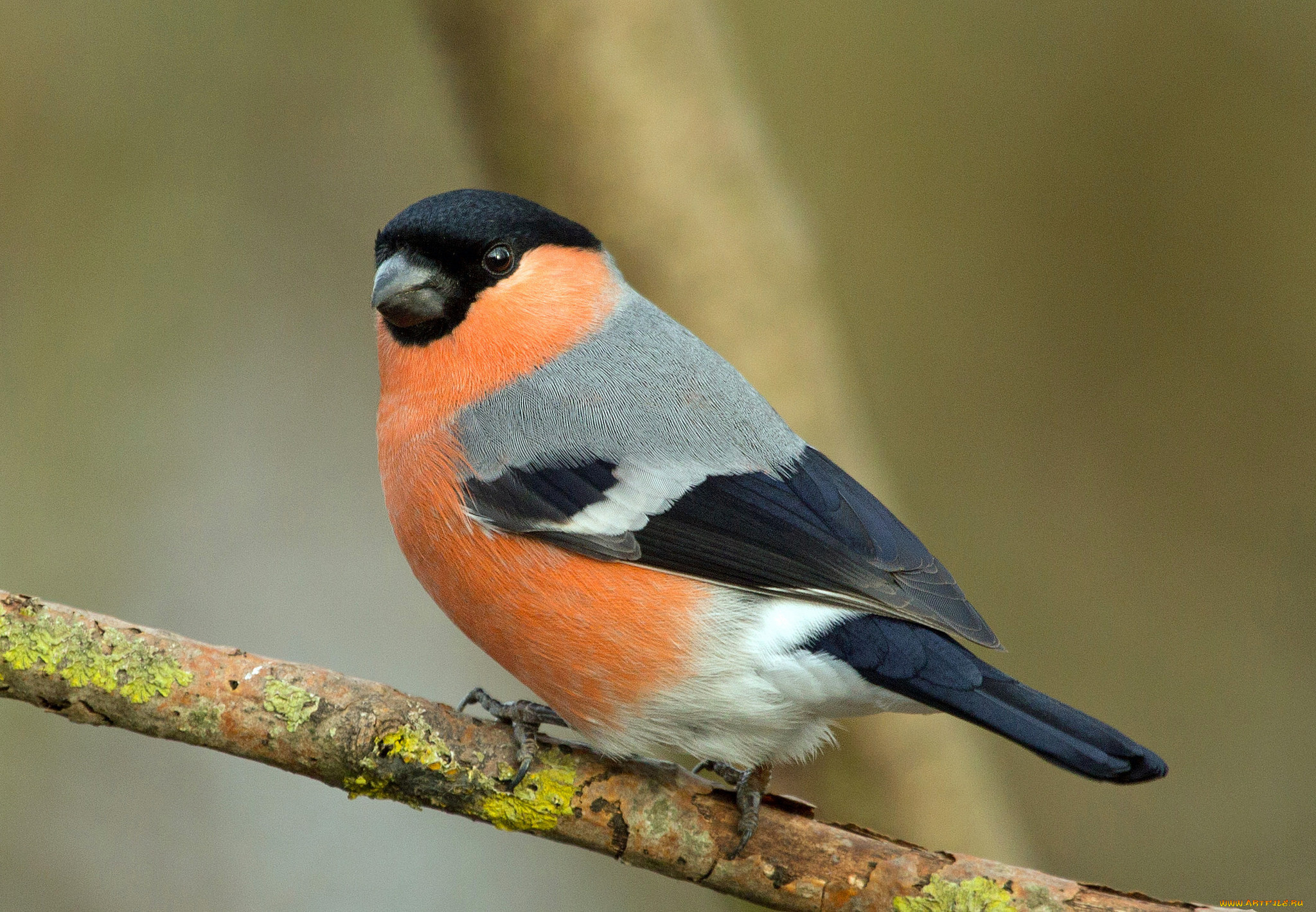 животные, снегири, птичка