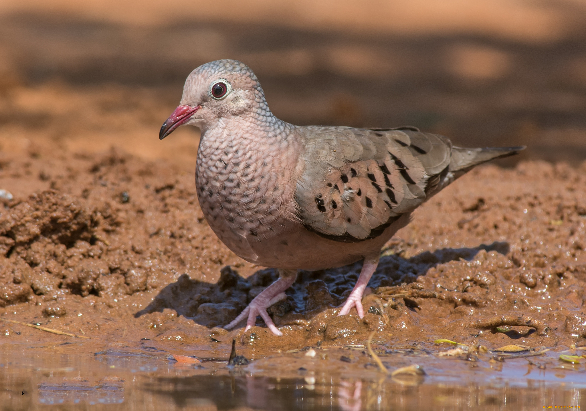 животные, голуби, птичка