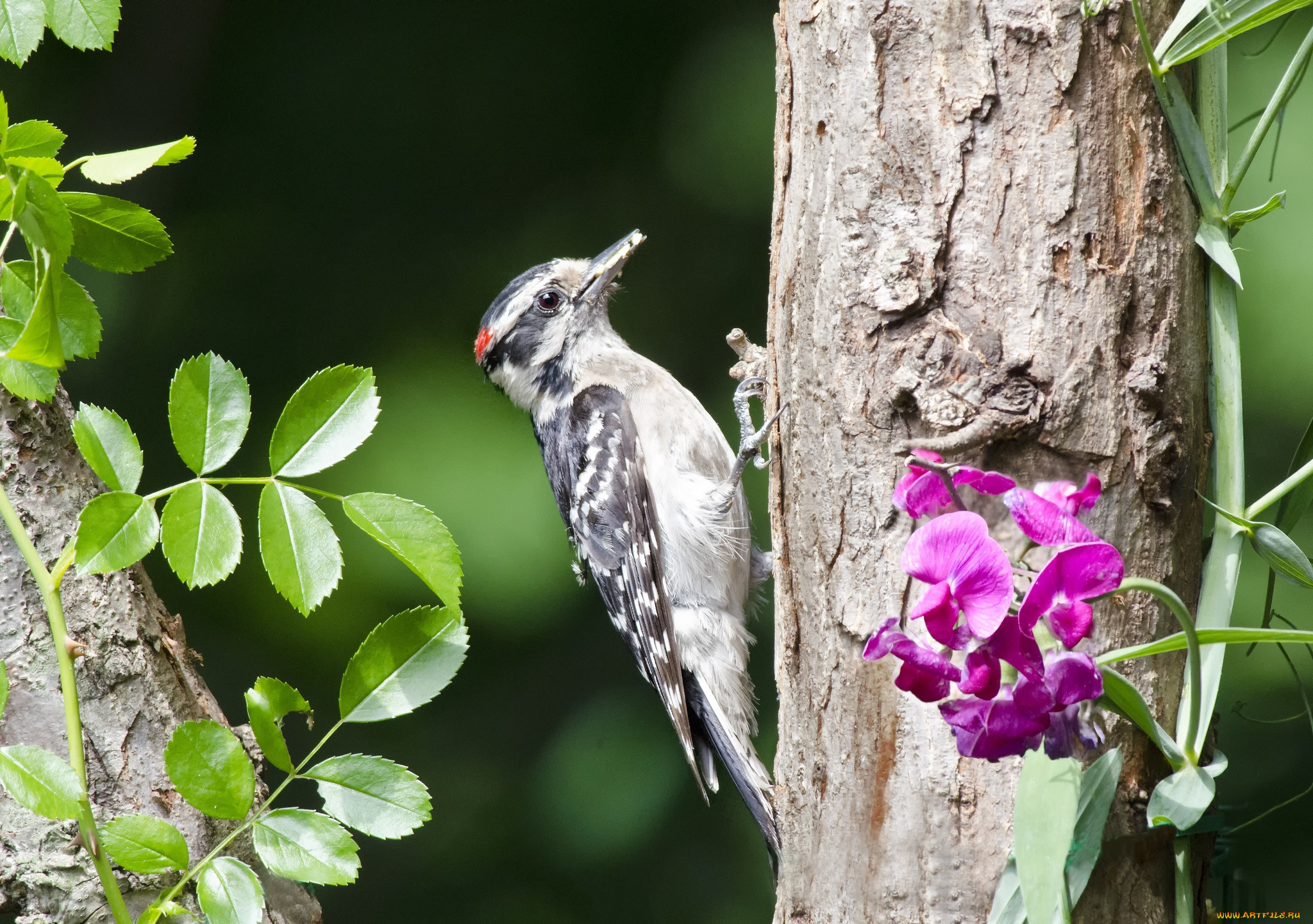 животные, дятлы, птичка