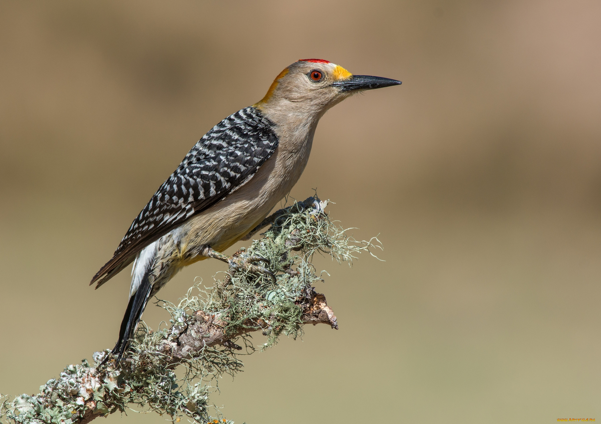 животные, дятлы, птичка