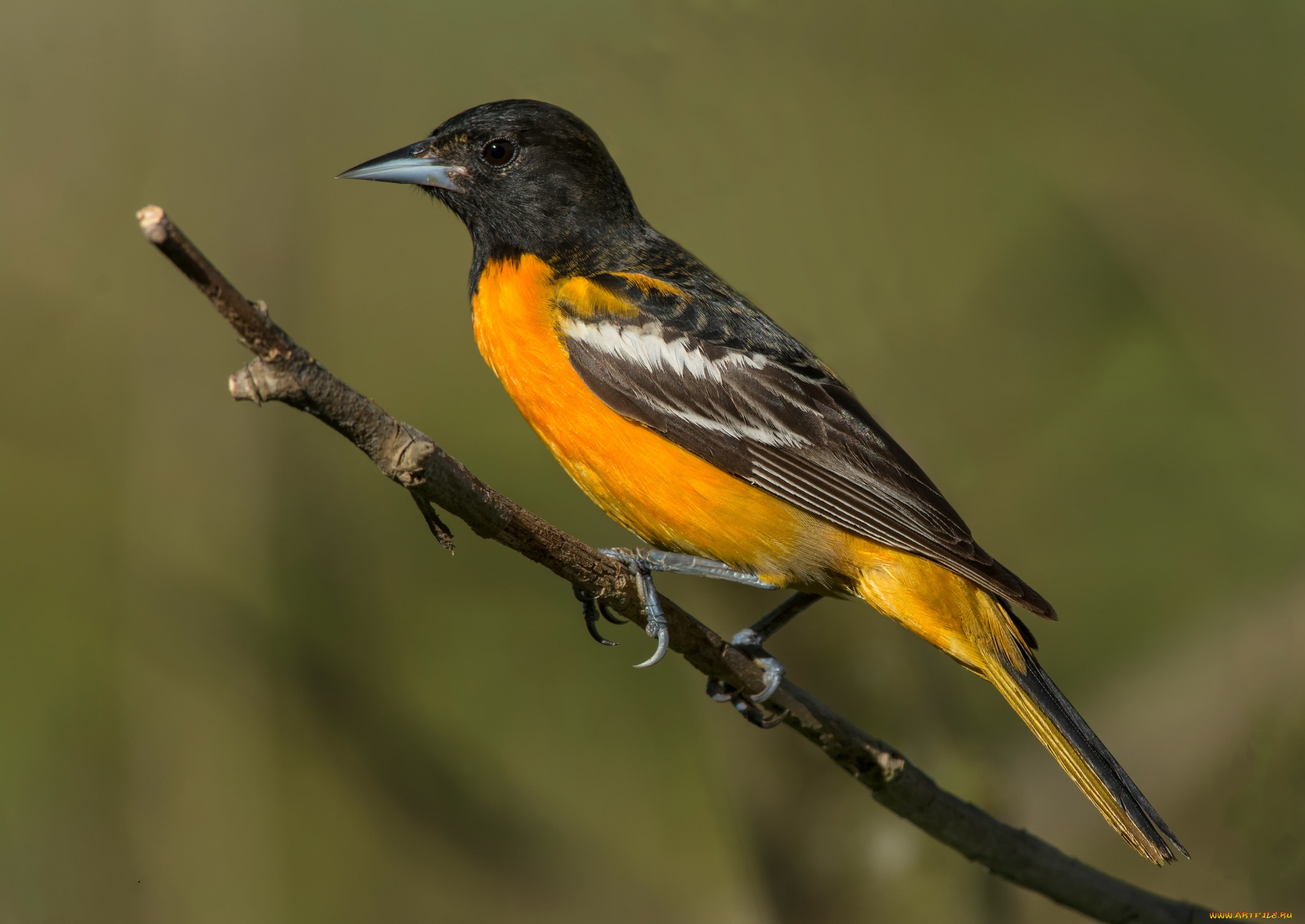 животные, птицы, птичка