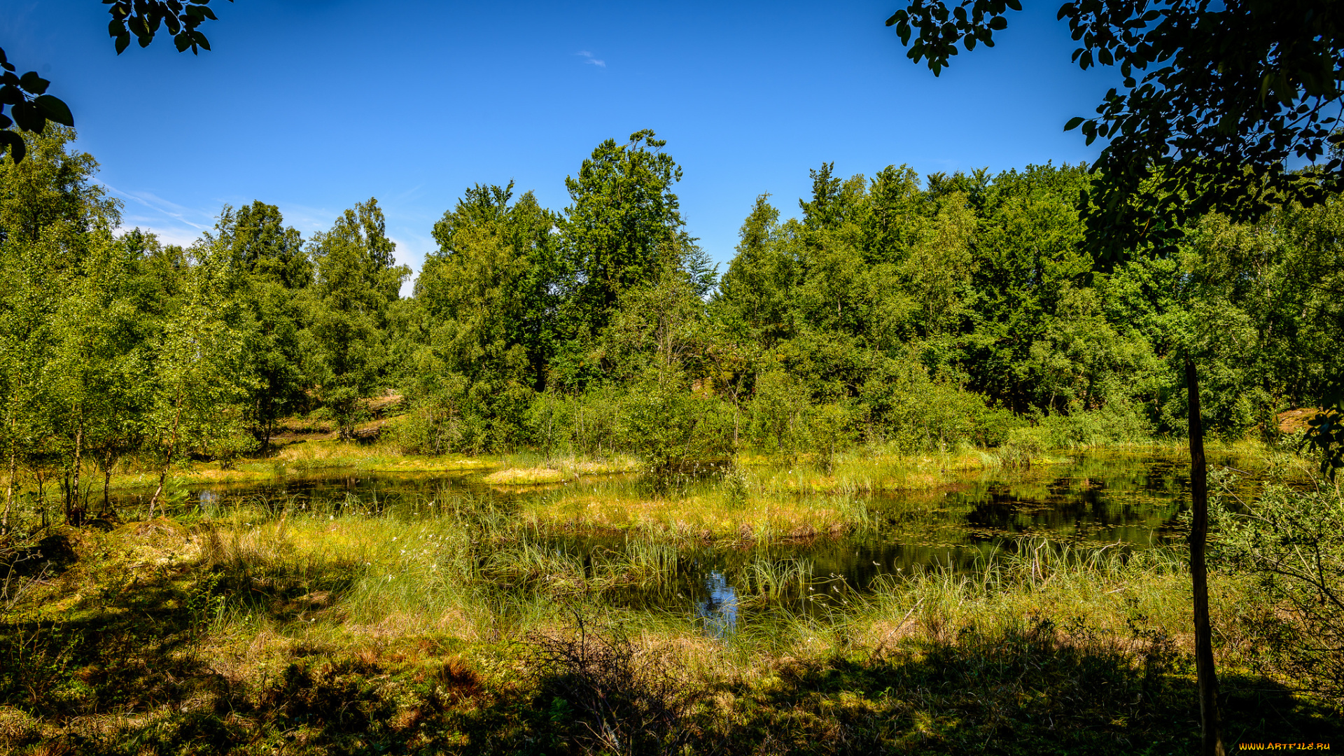 природа, лес, простор