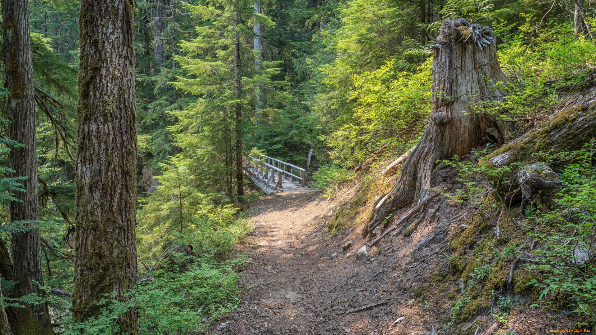 природа, лес, простор