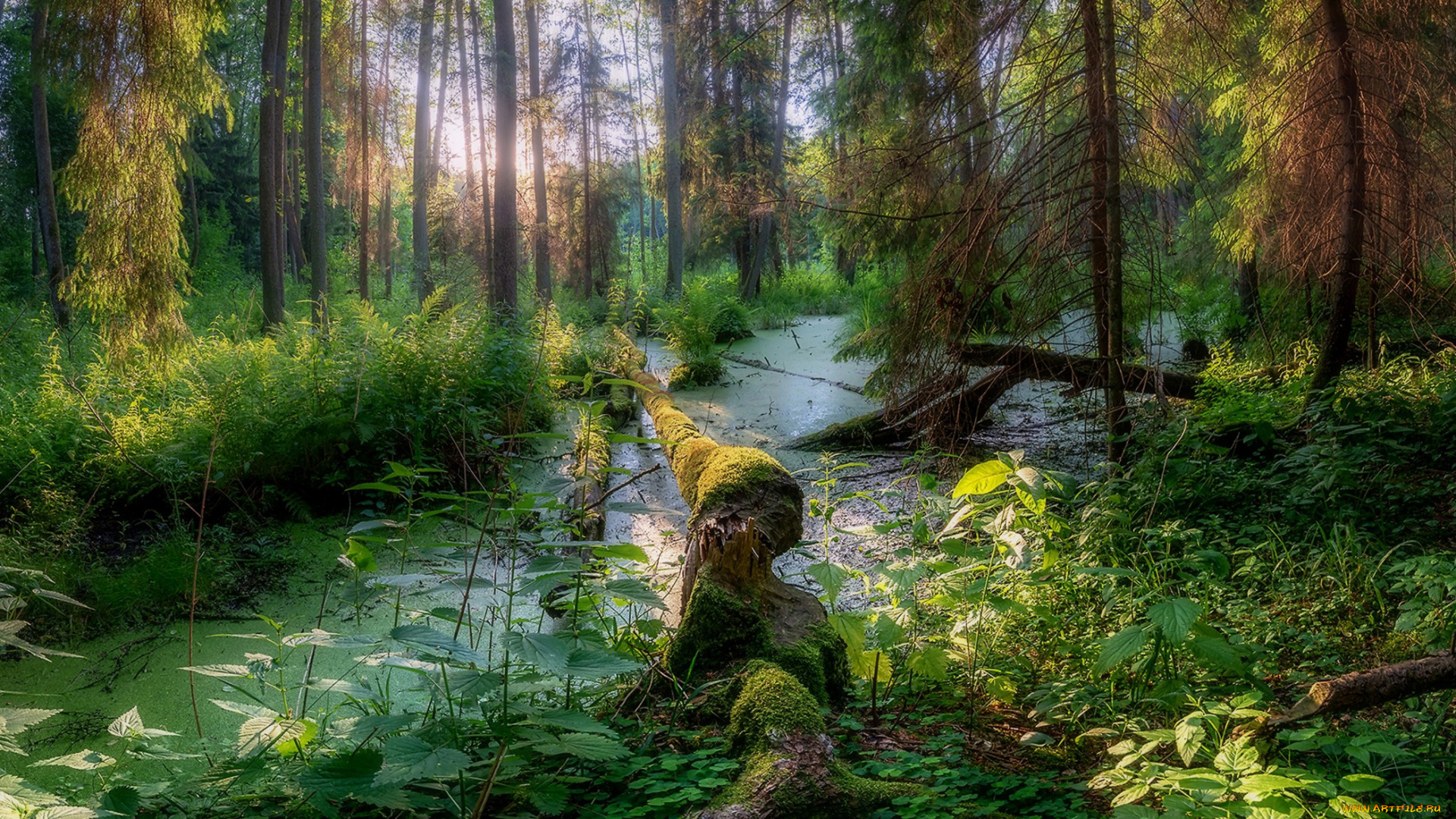 природа, лес, простор