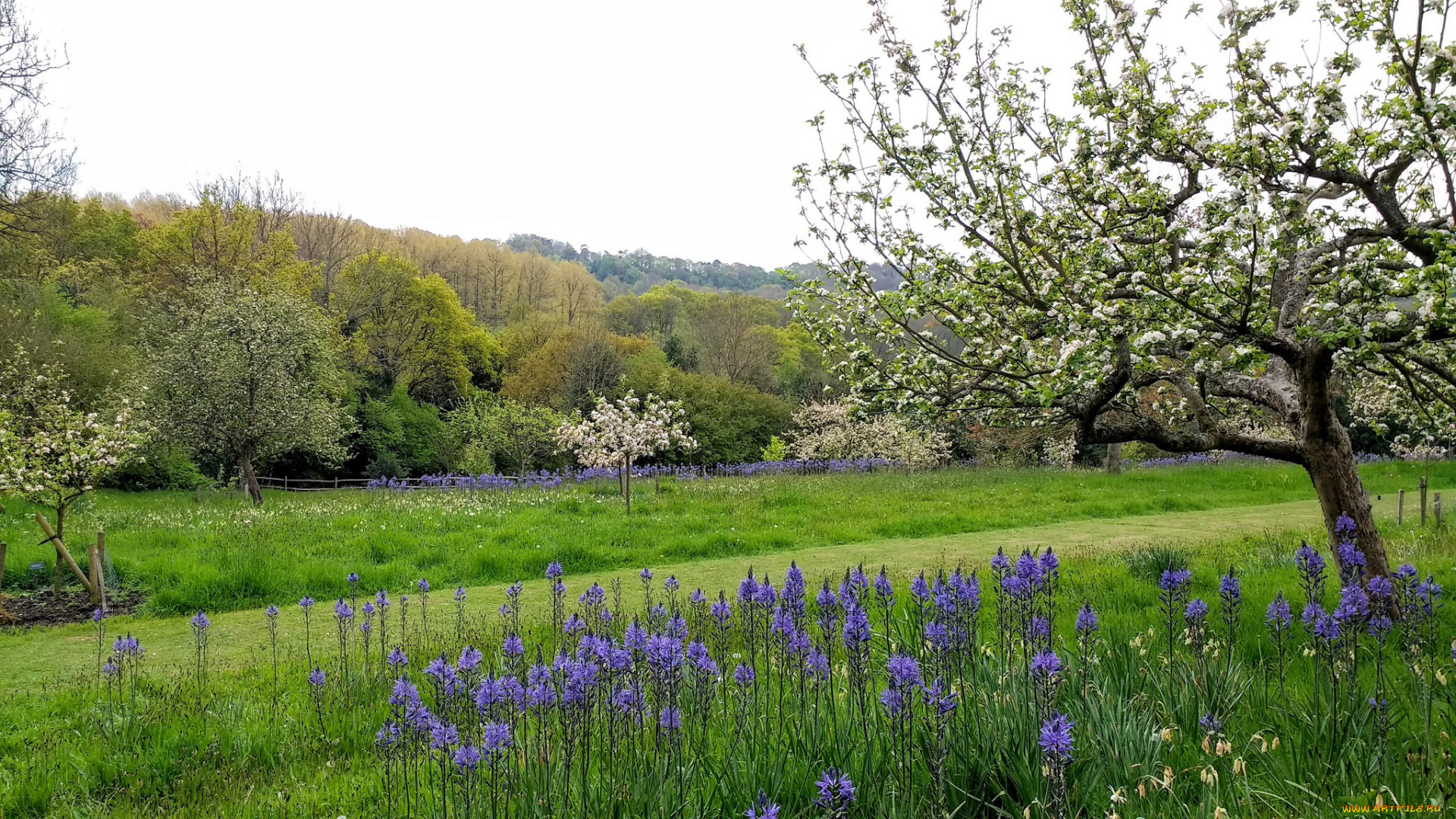 природа, луга, простор