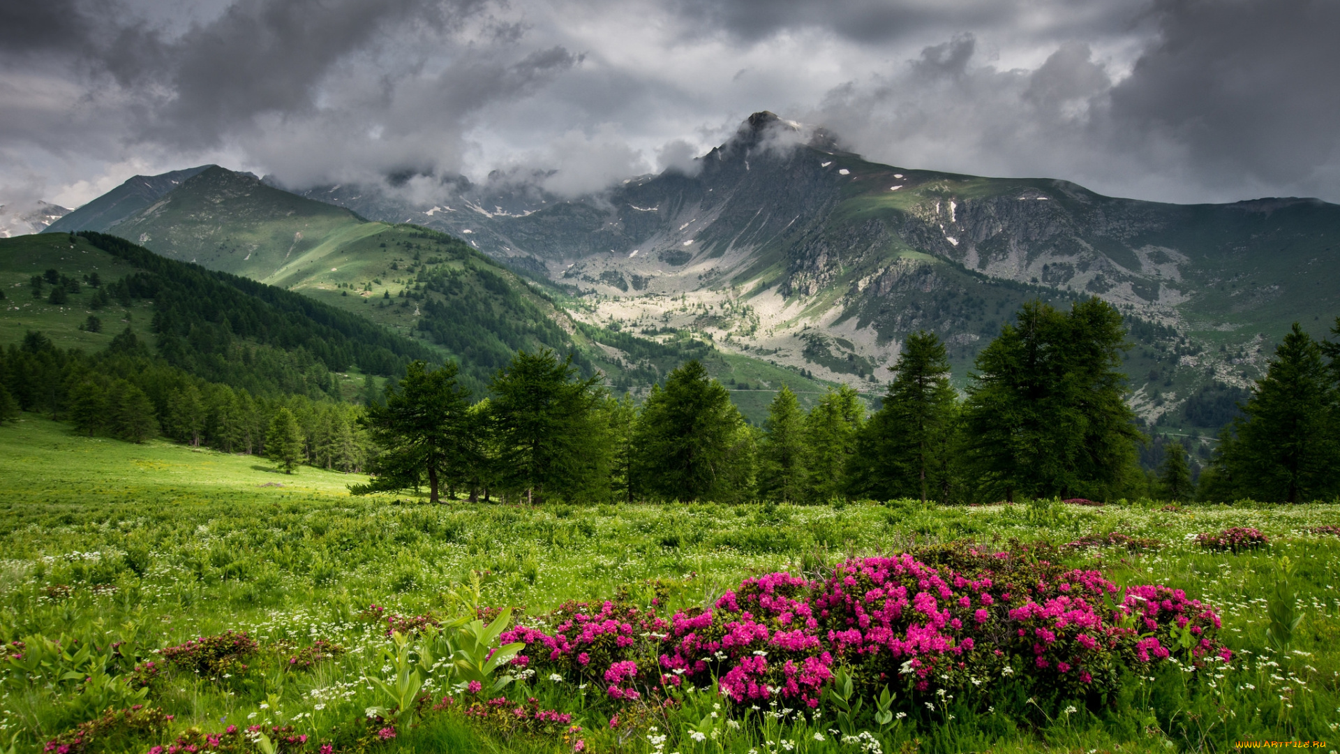 природа, луга, простор