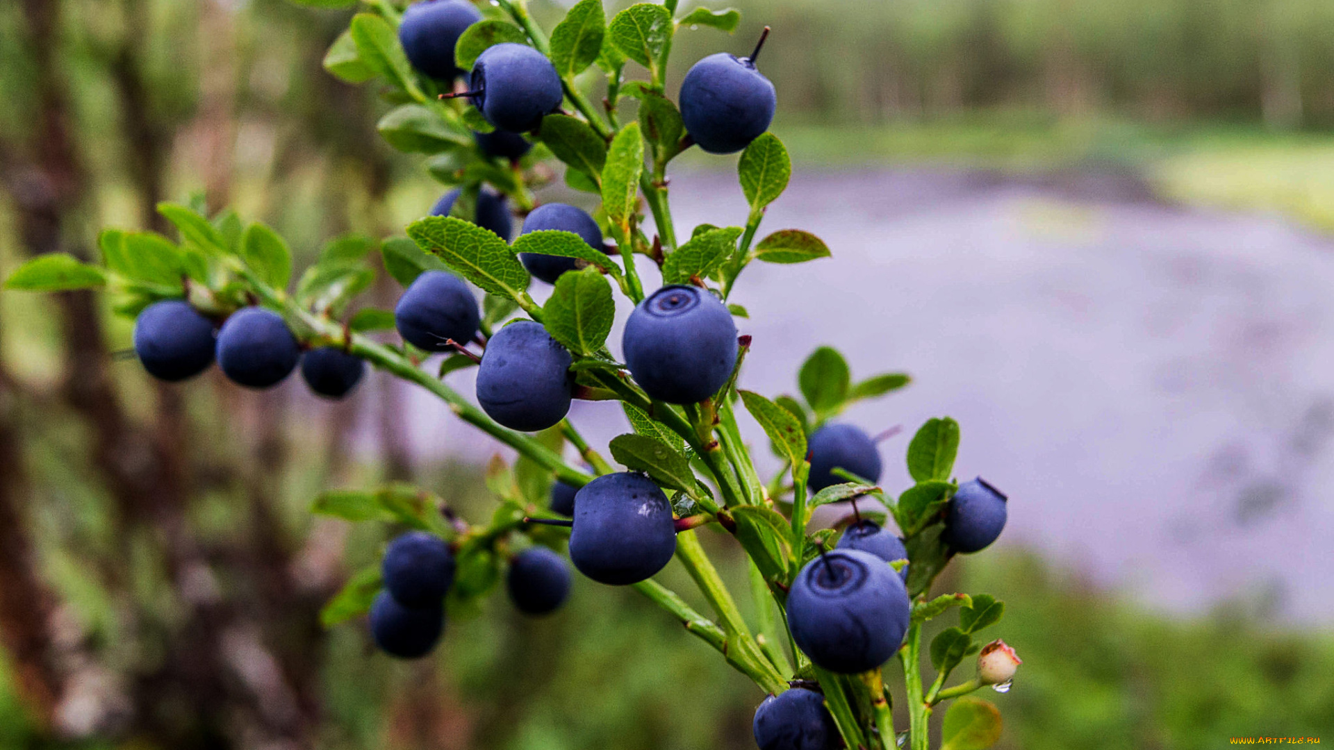 природа, плоды, простор