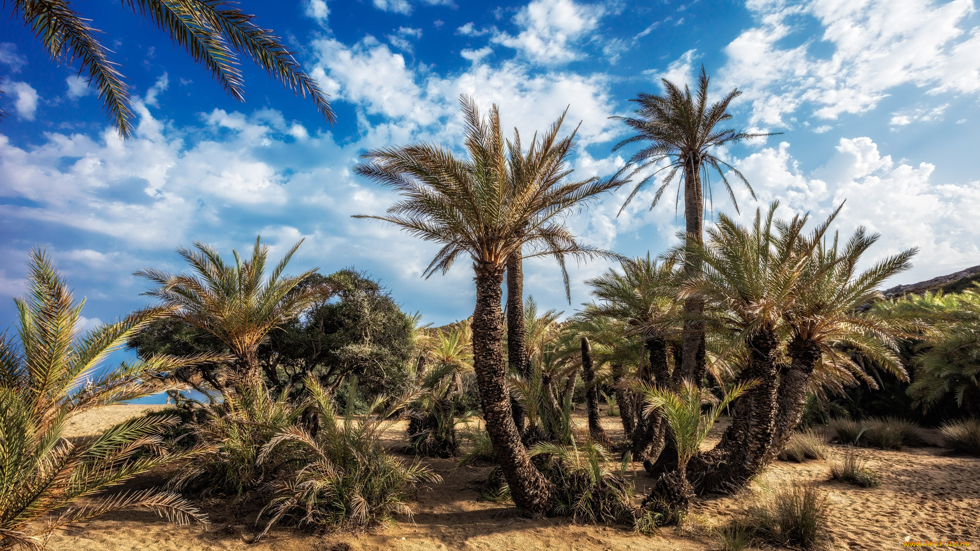 природа, тропики, простор