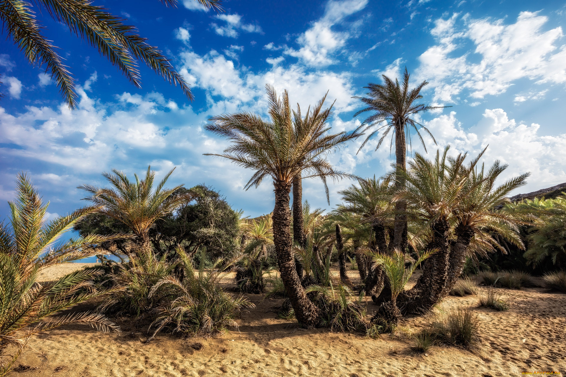 природа, тропики, простор