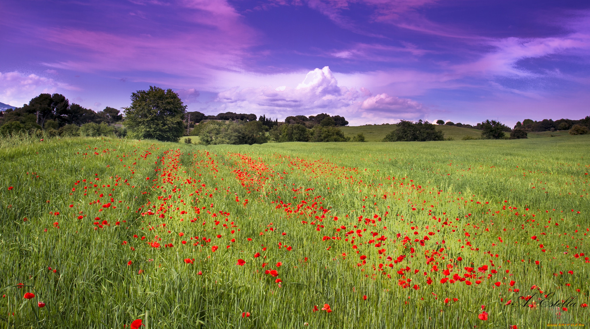 природа, поля, простор