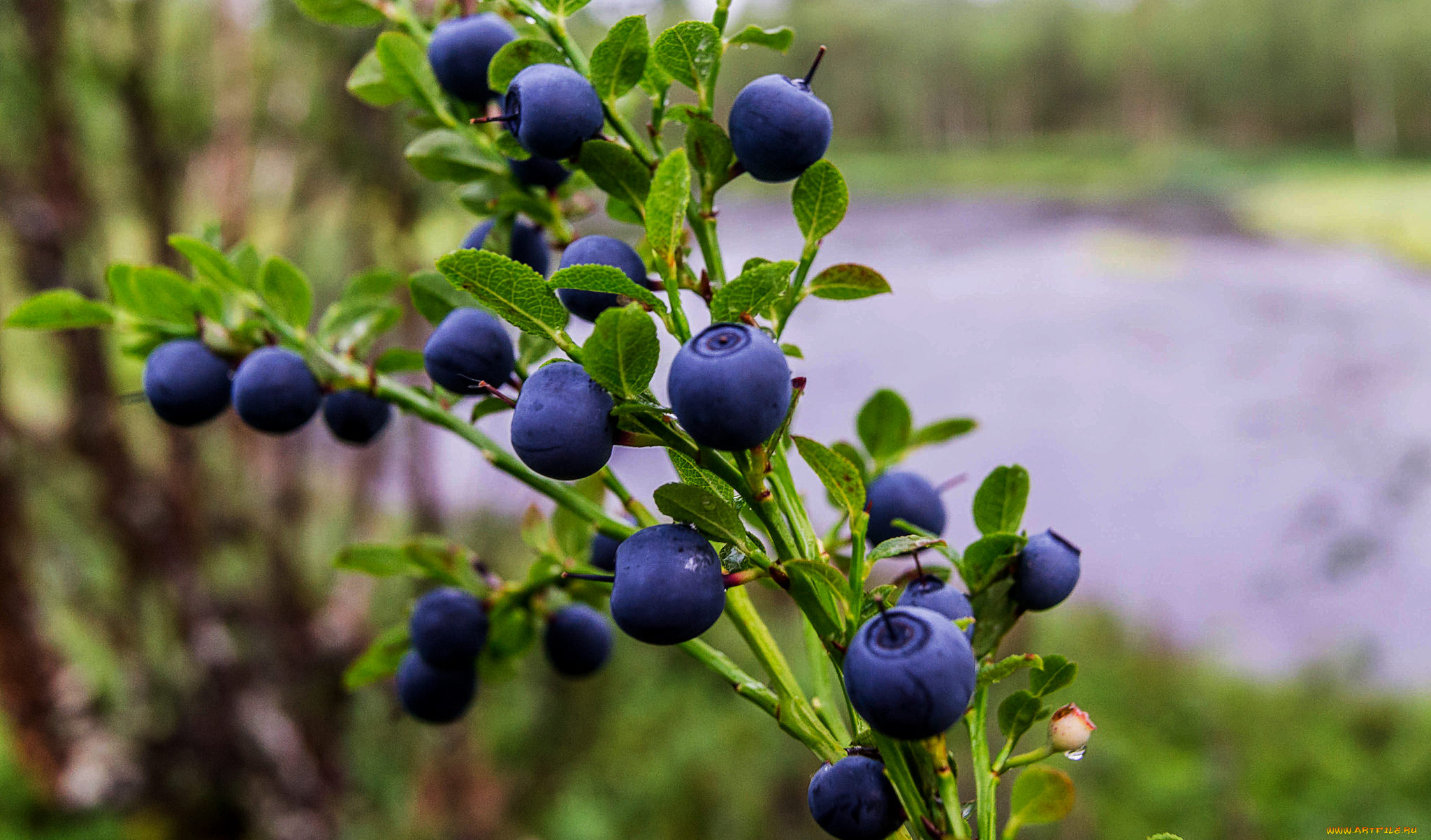 природа, плоды, простор