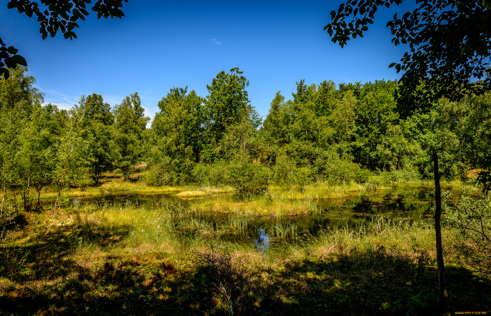 природа, лес, простор