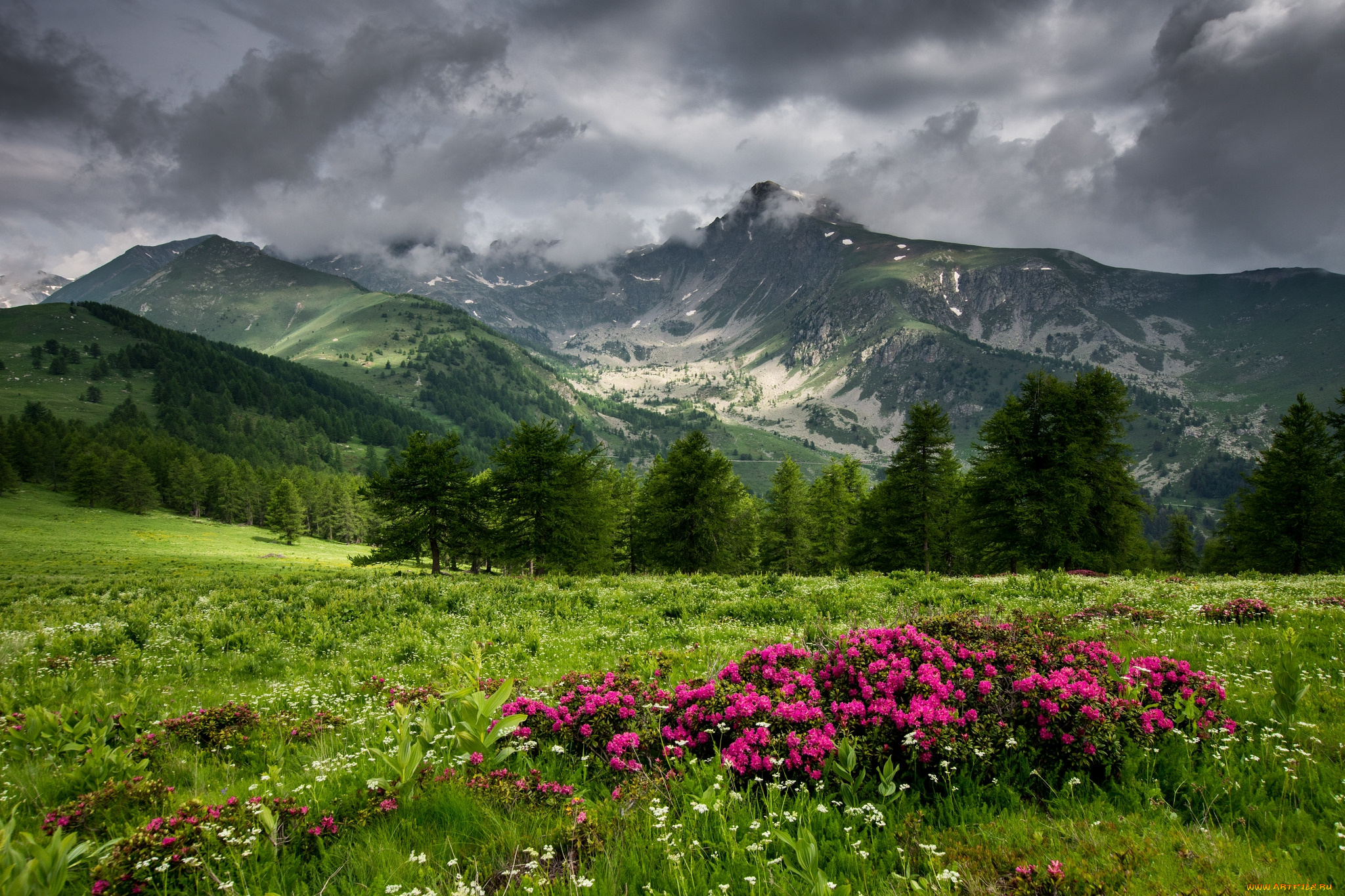 природа, луга, простор