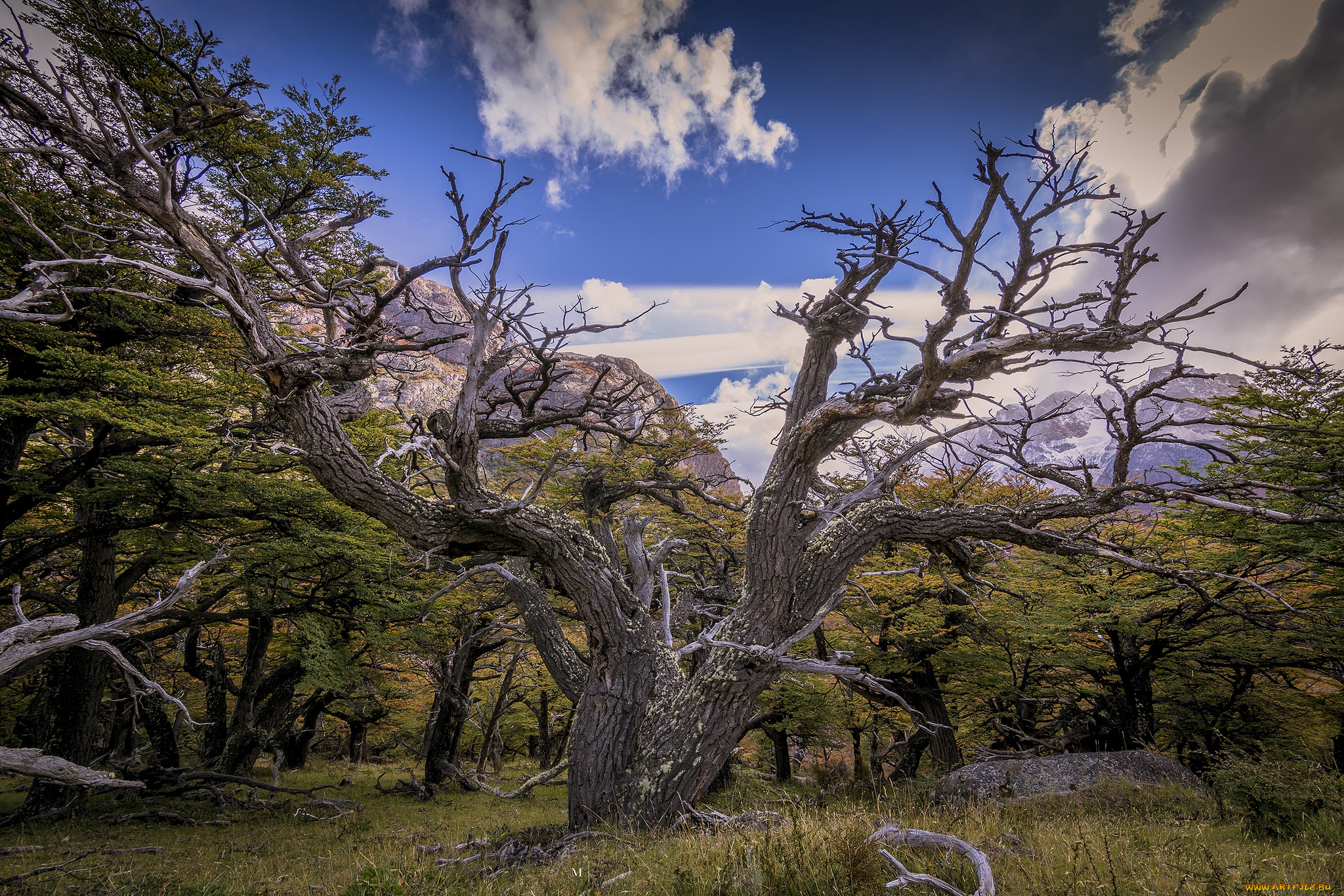 природа, деревья, простор