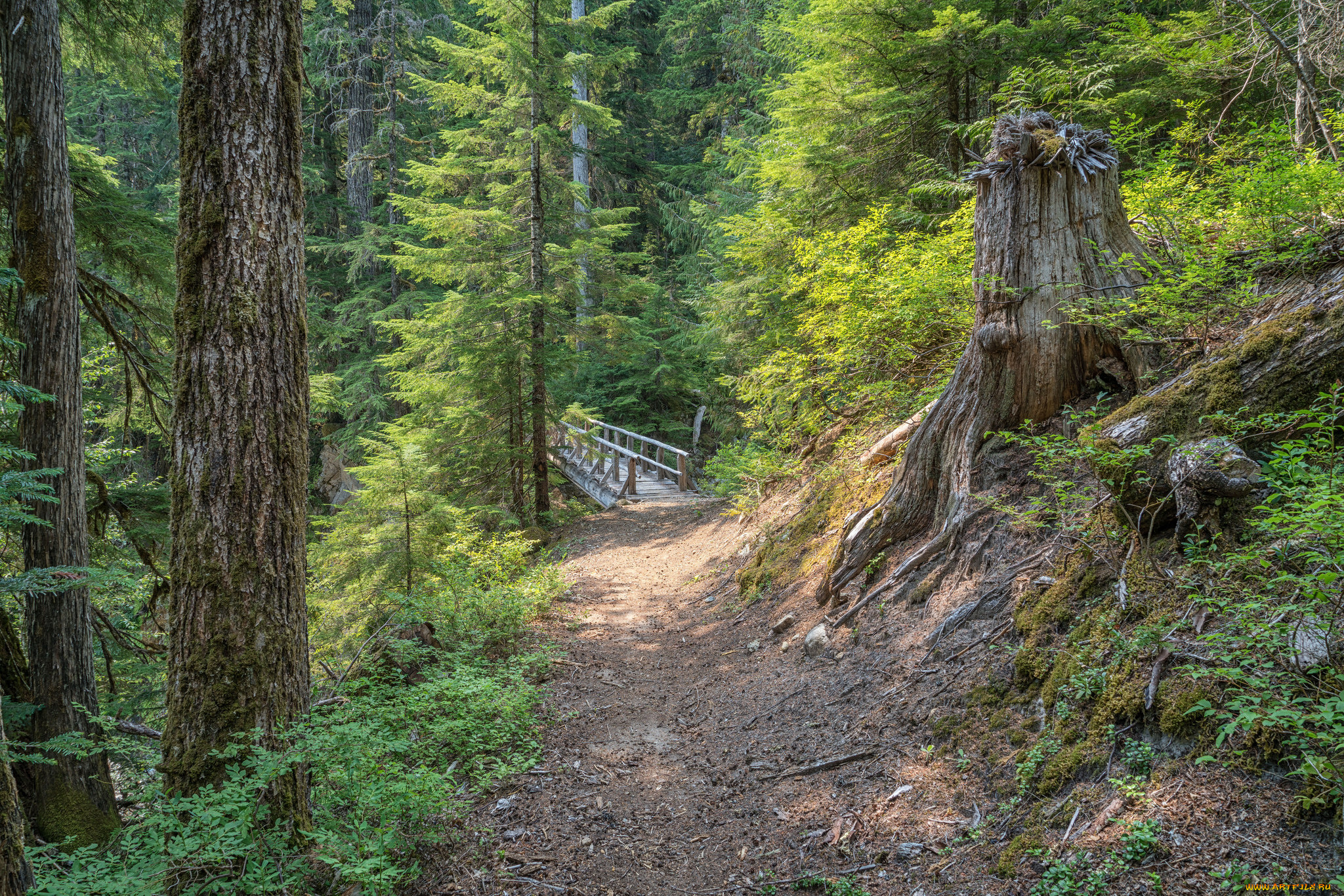 природа, лес, простор