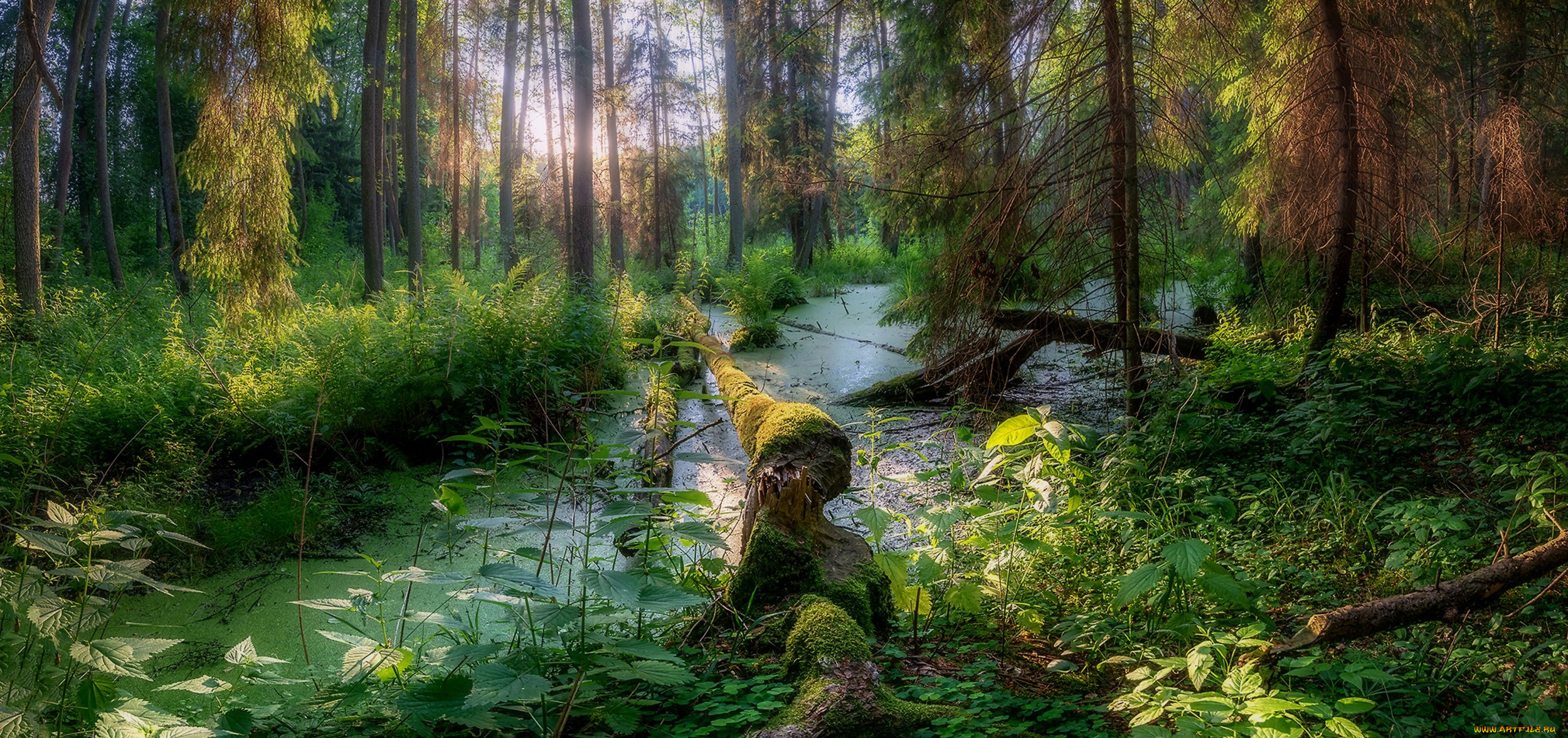 природа, лес, простор