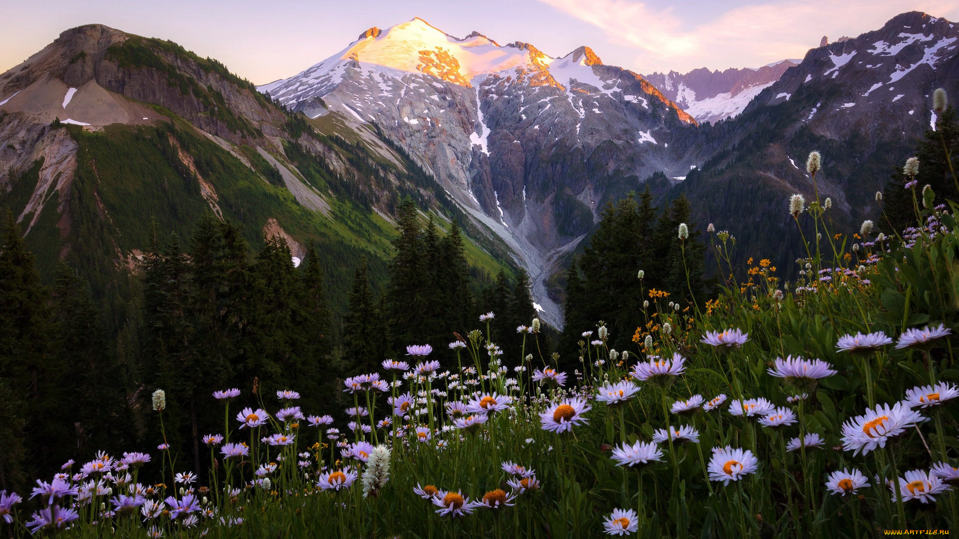 природа, луга, луг