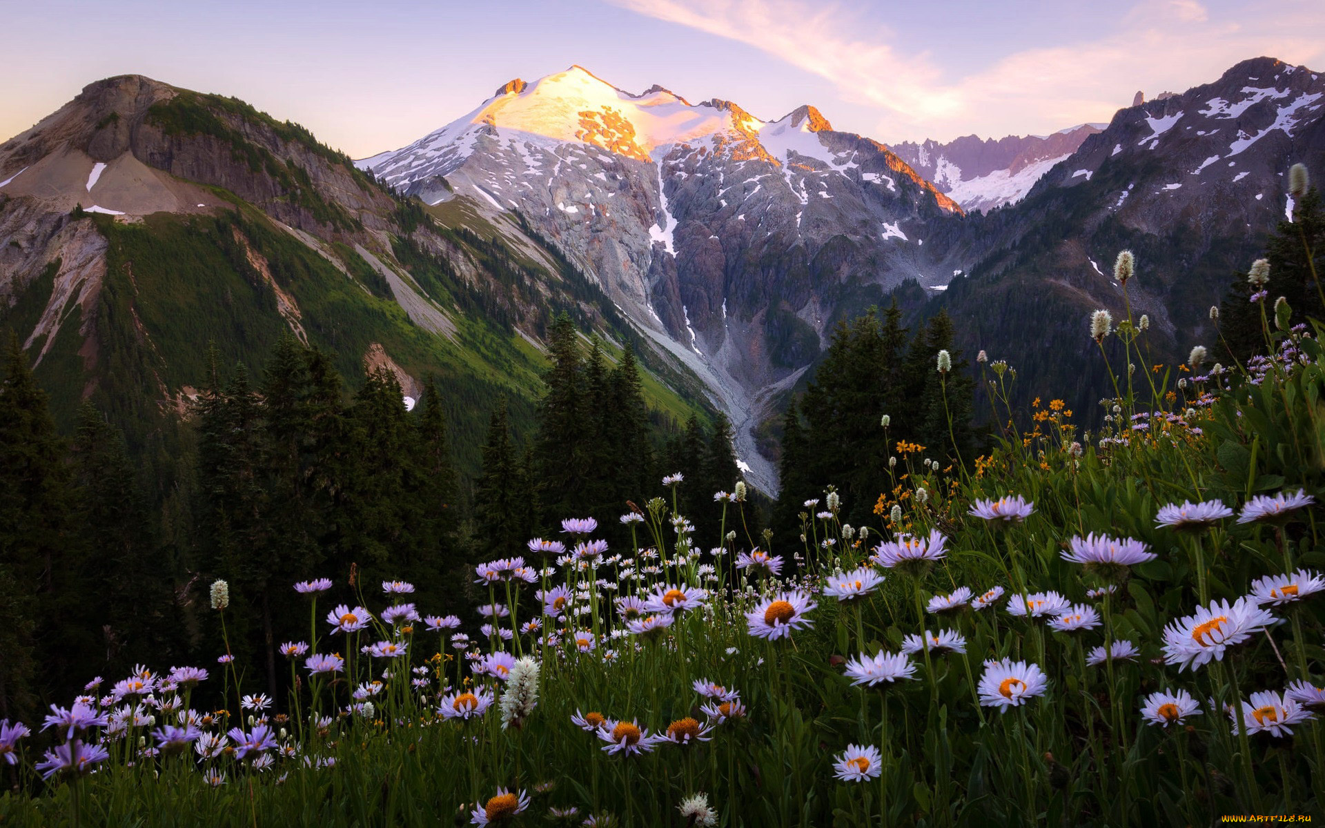 природа, луга, луг