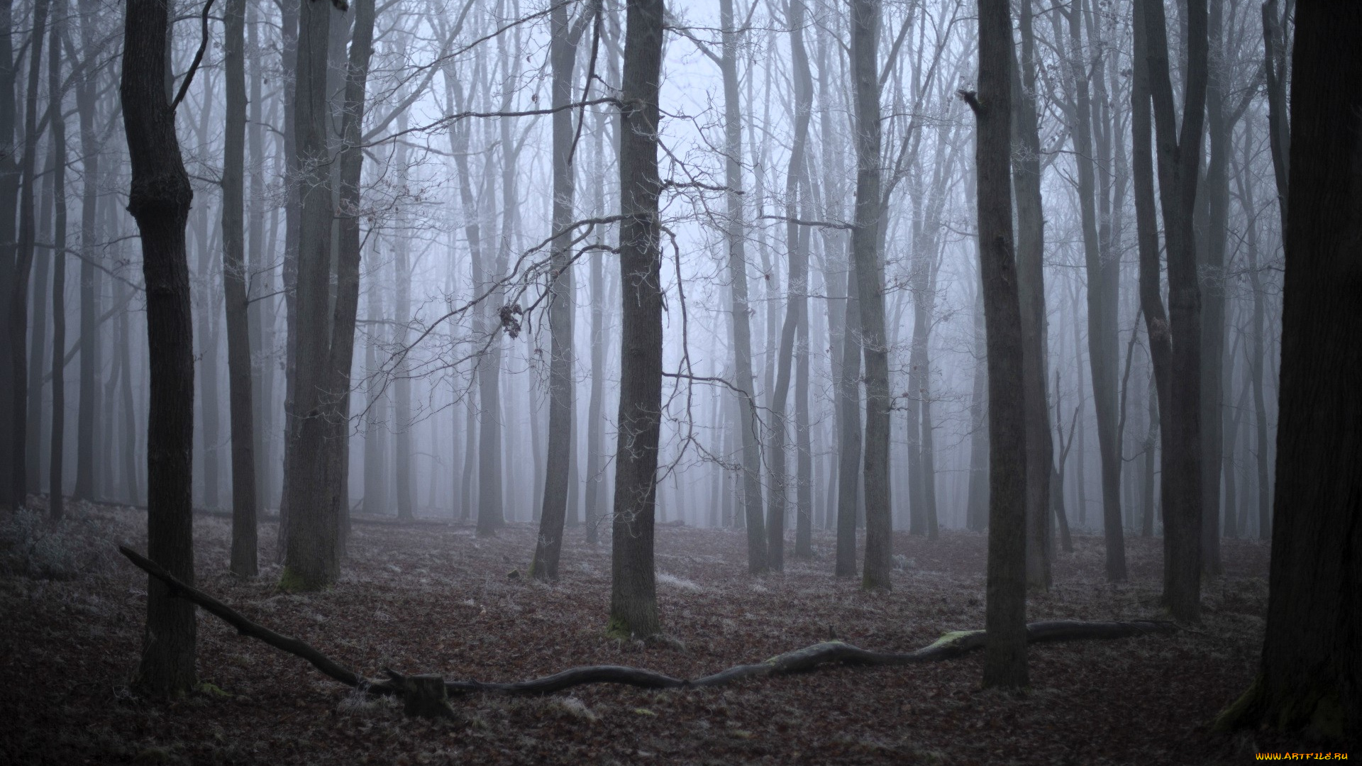 природа, лес, туман, осень