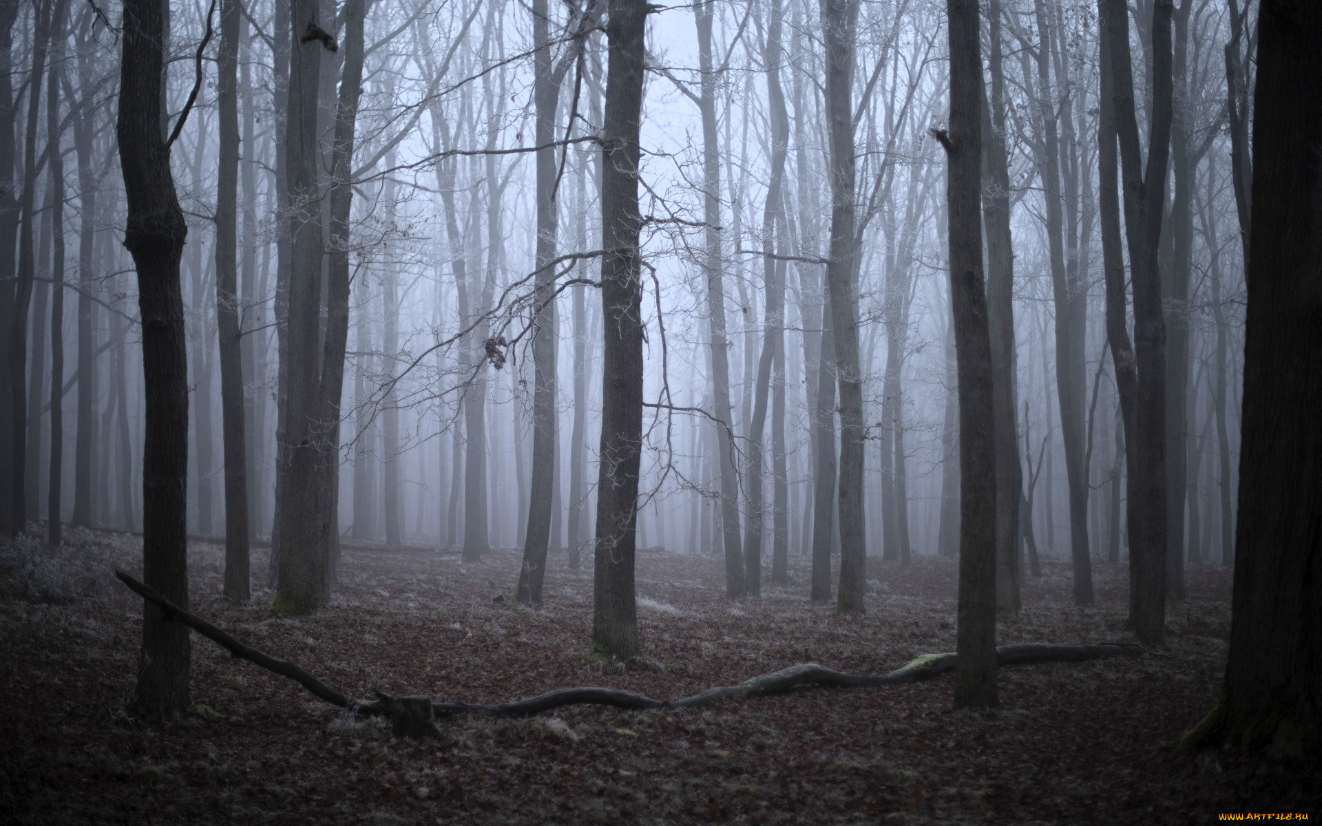 природа, лес, туман, осень