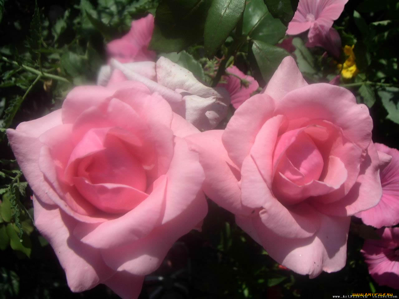 цветы, розы