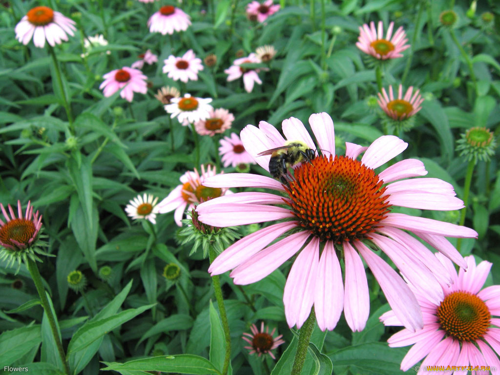 цветы, эхинацея