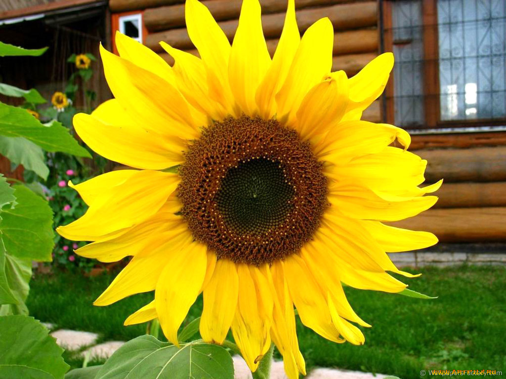 цветы, подсолнухи