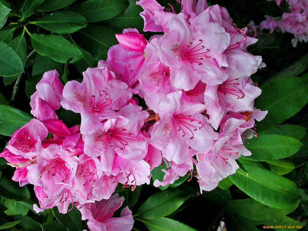 цветы, рододендроны, азалии