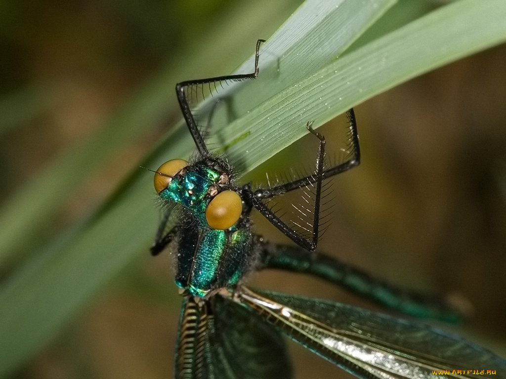 портрет, юной, красотки, животные, стрекозы
