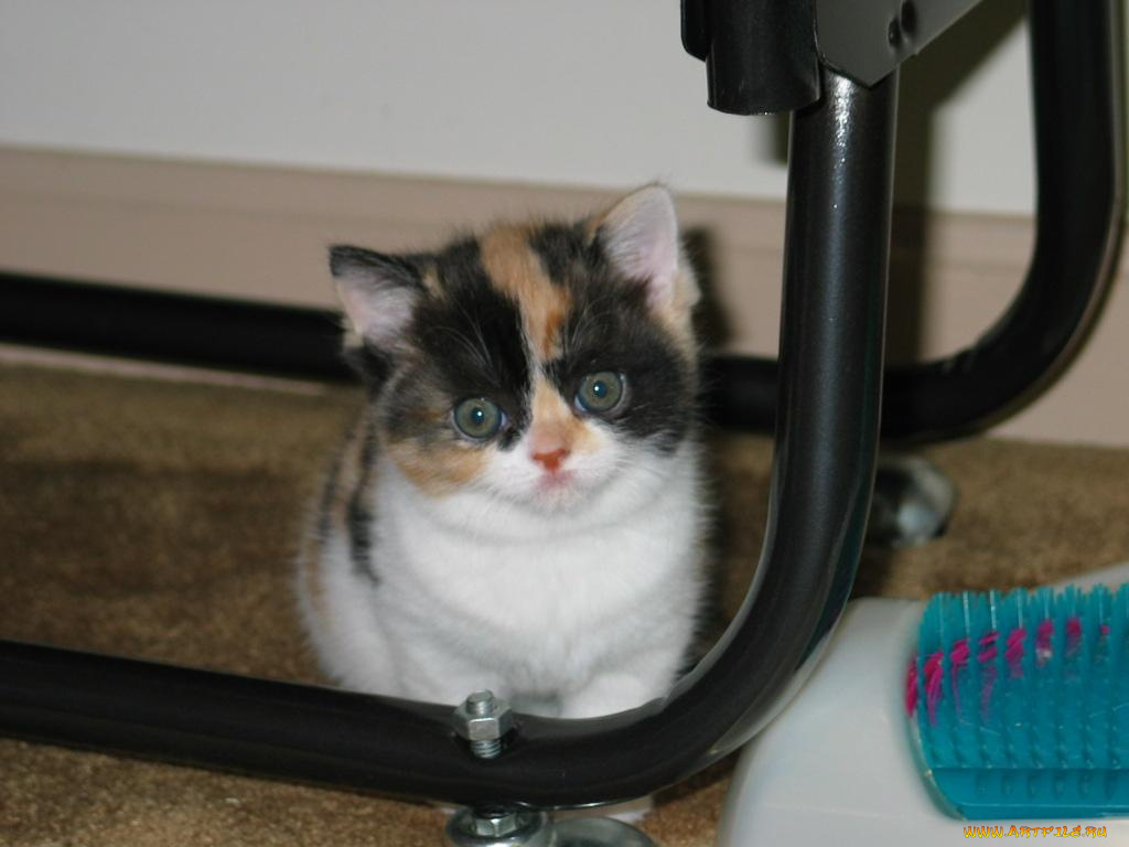 животные, коты