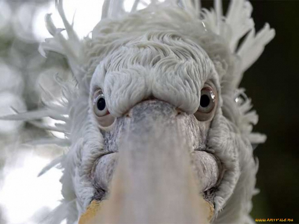 животные, пеликаны