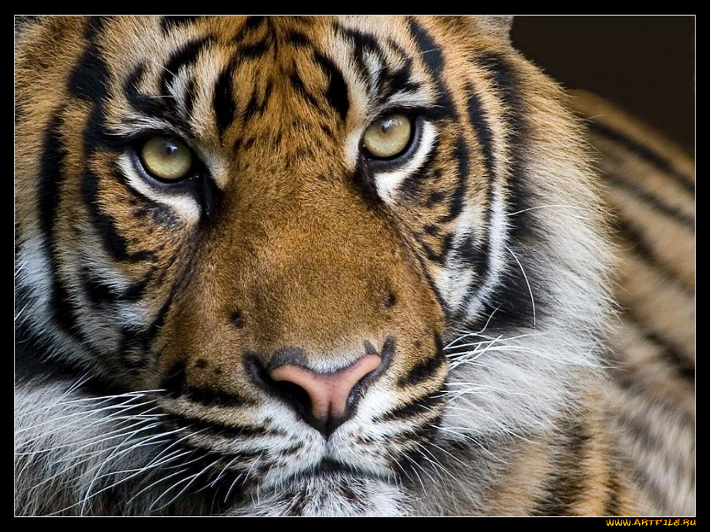 животные, тигры