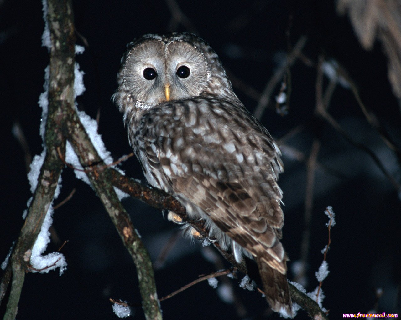 животные, совы