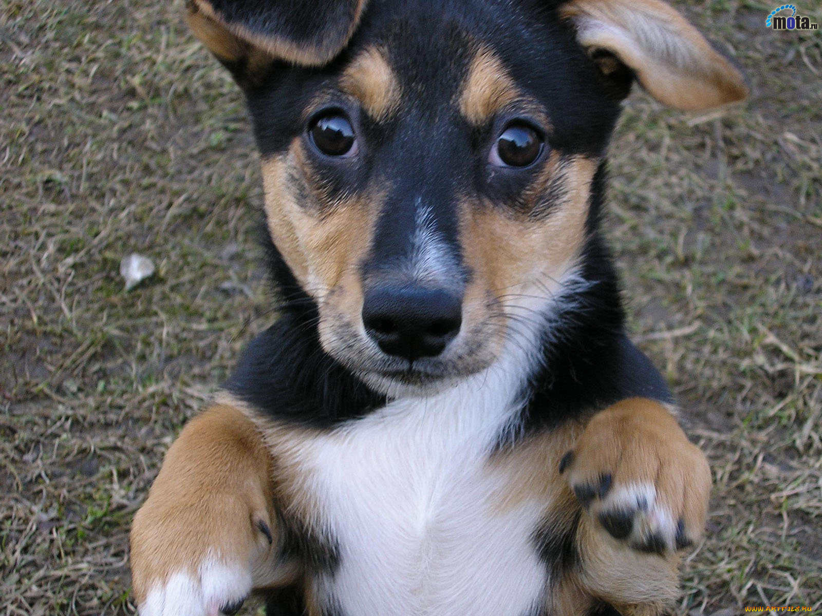 животные, собаки